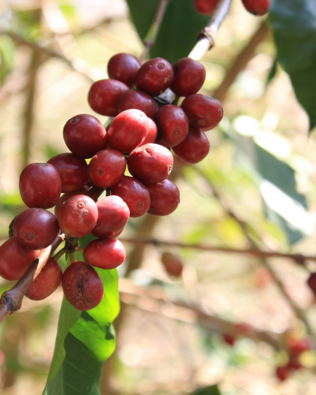 Café Monte Verde Lares