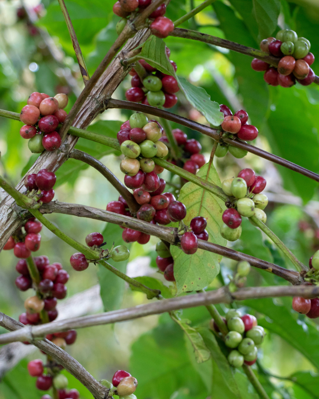 Café Monte Verde Ciales